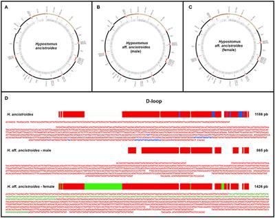 The Complete Mitochondrial Genome of Two Armored Catfish Populations of the Genus Hypostomus (Siluriformes, Loricariidae, Hypostominae)